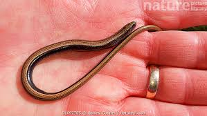 Attēlu rezultāti vaicājumam “Anguis fragilis”