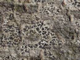 Attēlu rezultāti vaicājumam “Arthonia byssacea”