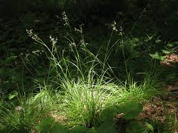 Attēlu rezultāti vaicājumam “Luzula luzuloides fruit”