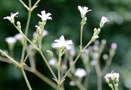 Attēlu rezultāti vaicājumam “Gypsophila fastigiata flower”