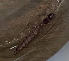 Attēlu rezultāti vaicājumam “Raphidia larva”