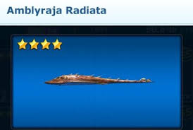 Image result for Amblyraja radiata