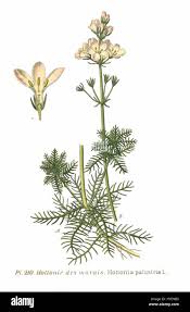 Attēlu rezultāti vaicājumam “Hottonia palustris leaf”