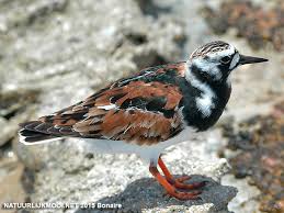 Attēlu rezultāti vaicājumam “Arenaria interpres”