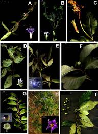 Attēlu rezultāti vaicājumam “Rubiaceae”
