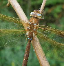 Attēlu rezultāti vaicājumam “Aeshna grandis”
