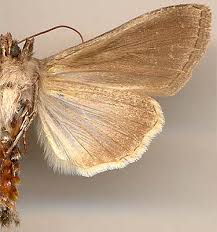 Attēlu rezultāti vaicājumam “Cucullia fraudatrix”