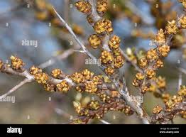 Attēlu rezultāti vaicājumam “Hippophae rhamnoides female flower”