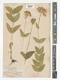 Attēlu rezultāti vaicājumam “Silene chalcedonica leaf”