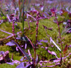 Attēlu rezultāti vaicājumam “Bistorta major leaf”