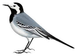 Attēlu rezultāti vaicājumam “Motacilla alba”