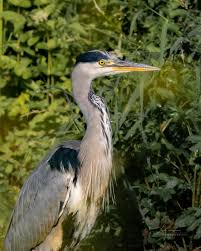 Attēlu rezultāti vaicājumam “Ardea cinerea”