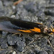 Attēlu rezultāti vaicājumam “Oecophoridae”