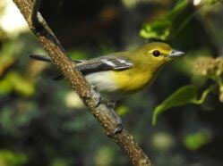 Image result for Vireo flavifrons