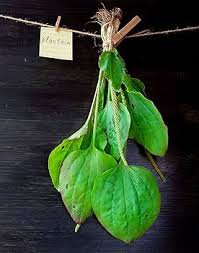 Attēlu rezultāti vaicājumam “Plantago major leaf”