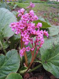 Attēlu rezultāti vaicājumam “Bergenia crassifolia”