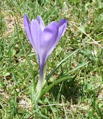 Attēlu rezultāti vaicājumam “Crocus vernus subsp. vernus”