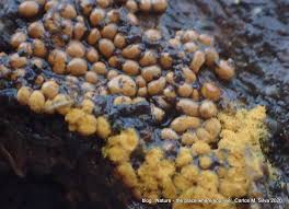 Attēlu rezultāti vaicājumam “Perichaena corticalis”