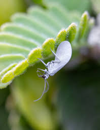 Attēlu rezultāti vaicājumam “Coniopterygidae”