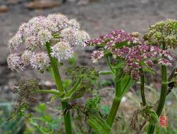 Attēlu rezultāti vaicājumam “Heracleum sphondylium subsp. sibiricum fruit”
