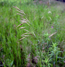 Attēlu rezultāti vaicājumam “Bromopsis inermis”