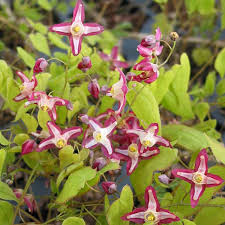 Attēlu rezultāti vaicājumam “Epimedium alpinum  flower”