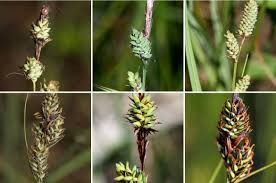 Attēlu rezultāti vaicājumam “Carex buxbaumii”