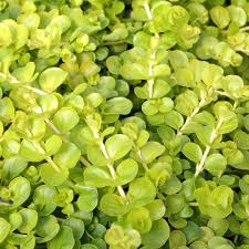 Image result for Lysimachia nummularia