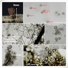 Attēlu rezultāti vaicājumam “Stemonitopsis hyperopta var. landewaldii spores”