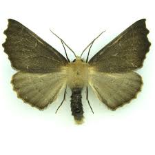 Attēlu rezultāti vaicājumam “Odontopera bidentata”