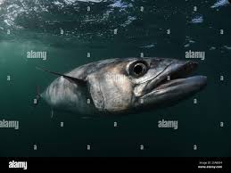 Image result for Scomberomorus cavalla