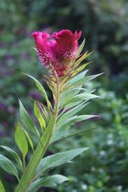 Attēlu rezultāti vaicājumam “Amaranthaceae”