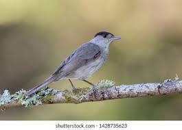 Attēlu rezultāti vaicājumam “Sylvia atricapilla male”