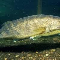 Image result for Sander vitreus