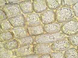 Attēlu rezultāti vaicājumam “Cynodontium strumiferum”