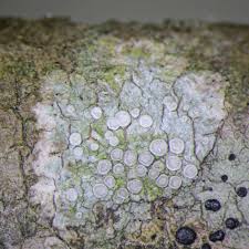 Attēlu rezultāti vaicājumam “Lecanora carpinea”