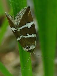 Attēlu rezultāti vaicājumam “Deltote bankiana”