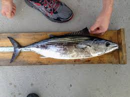 Image result for Sarda sarda