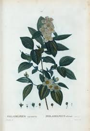 Attēlu rezultāti vaicājumam “Philadelphus coronarius”