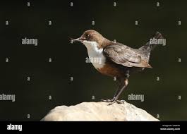 Attēlu rezultāti vaicājumam “Cinclus cinclus adult”