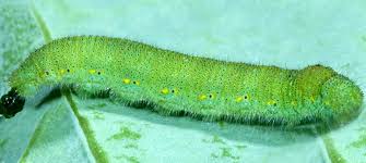 Attēlu rezultāti vaicājumam “Pieris rapae larva”