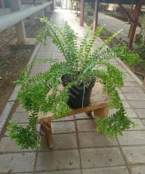 Image result for НЕФРОЛЕПИС (Nephrolepis