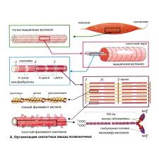 Картинки по запросу белку зажевало в диск
