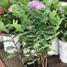 Attēlu rezultāti vaicājumam “Polygonatum odoratum flower”