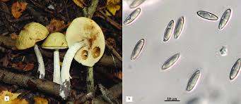 Attēlu rezultāti vaicājumam “Leccinum scabrum”