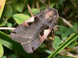 Attēlu rezultāti vaicājumam “Xestia c-nigrum”