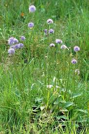 Attēlu rezultāti vaicājumam “Succisa pratensis leaf”