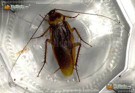 Image result for periplaneta americana