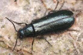 Attēlu rezultāti vaicājumam “Dasytes caeruleus”