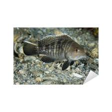 Image result for Centropristis striata